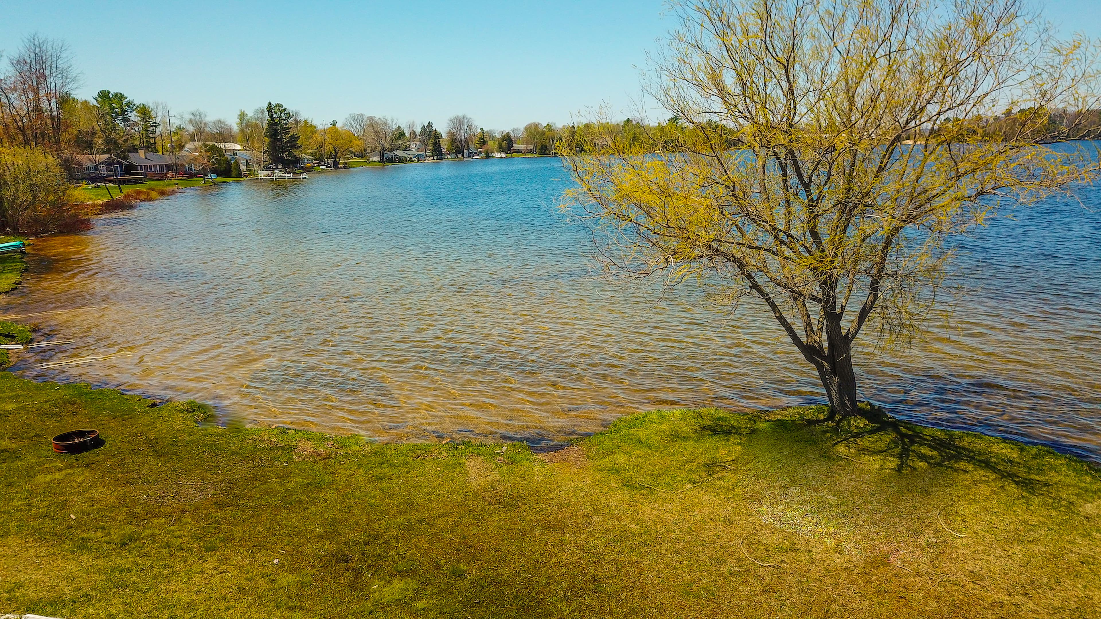 A maple at the grassy edge of Bass Lake's clear, sandy-bottomed shallows