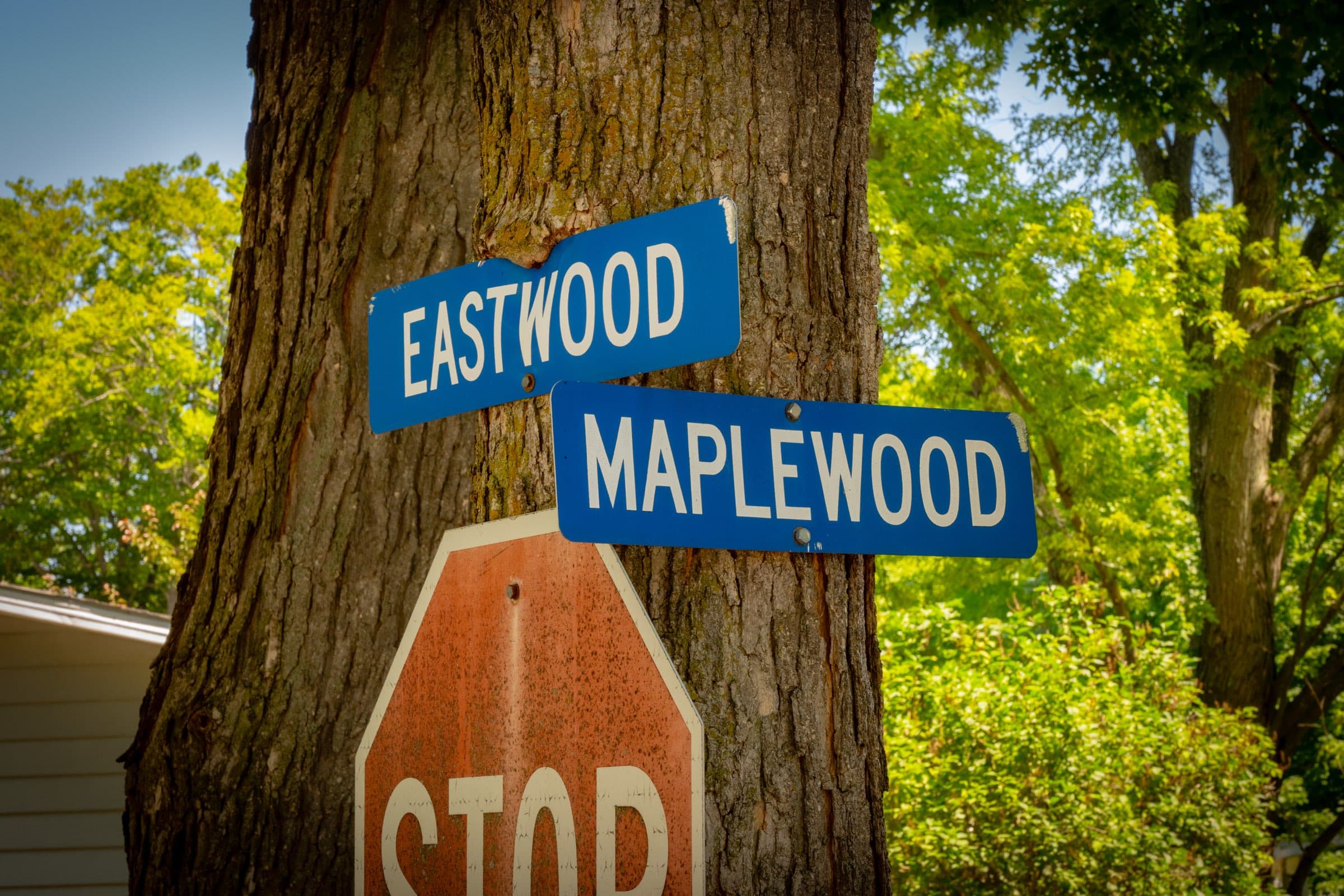 Eastwood and Maplewood street signs mounted on the trunk of an old maple