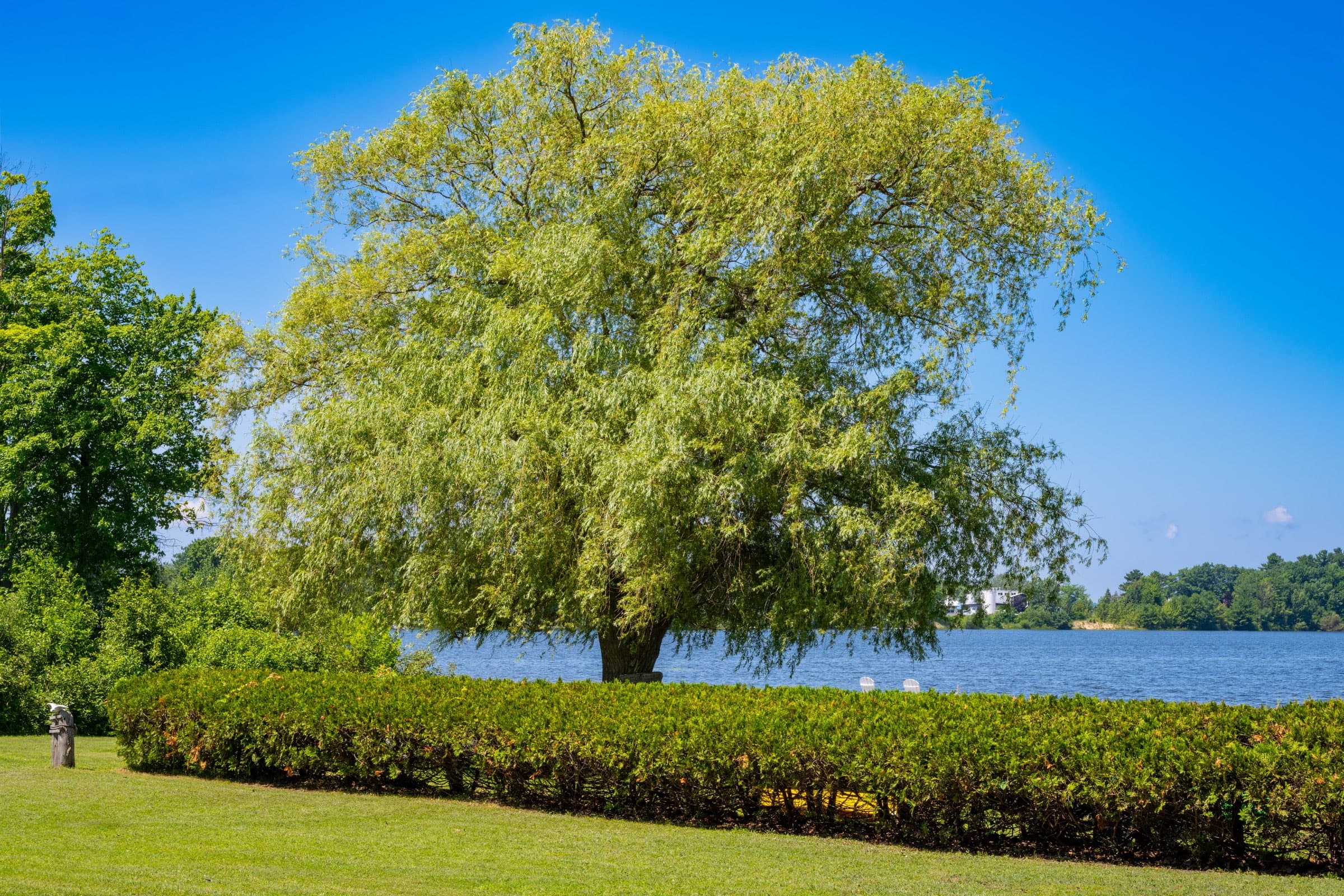 A broad willow shading the lawn at the edge of Bass Lake on a clear summer afternoon